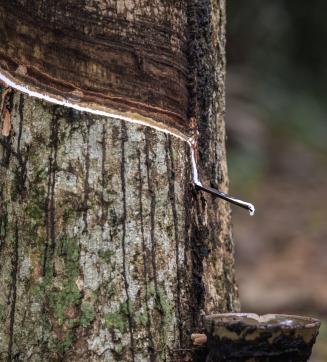 Tree trunk being tapped for latex in a Moreganic forest.