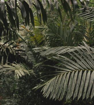 Moreganic agroforest
