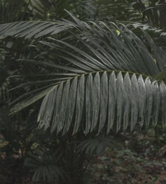 Lush green palm fronds in dense foliage.
